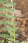 Tennessee milkvetch